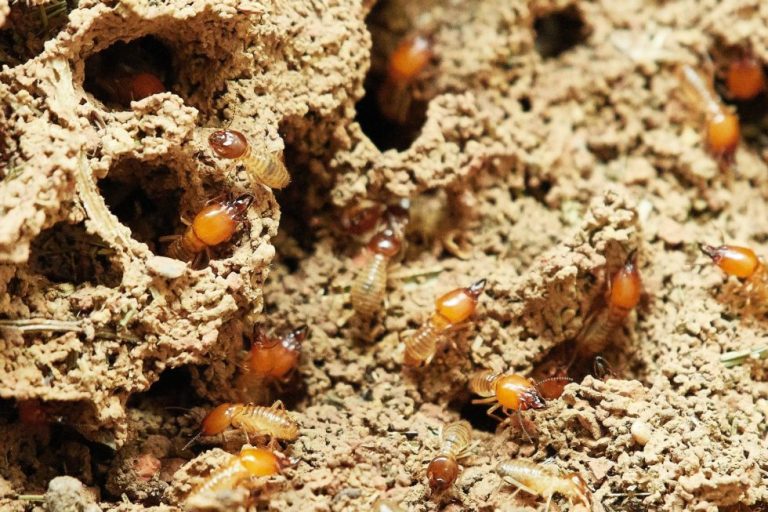 termite prevention guide maryland